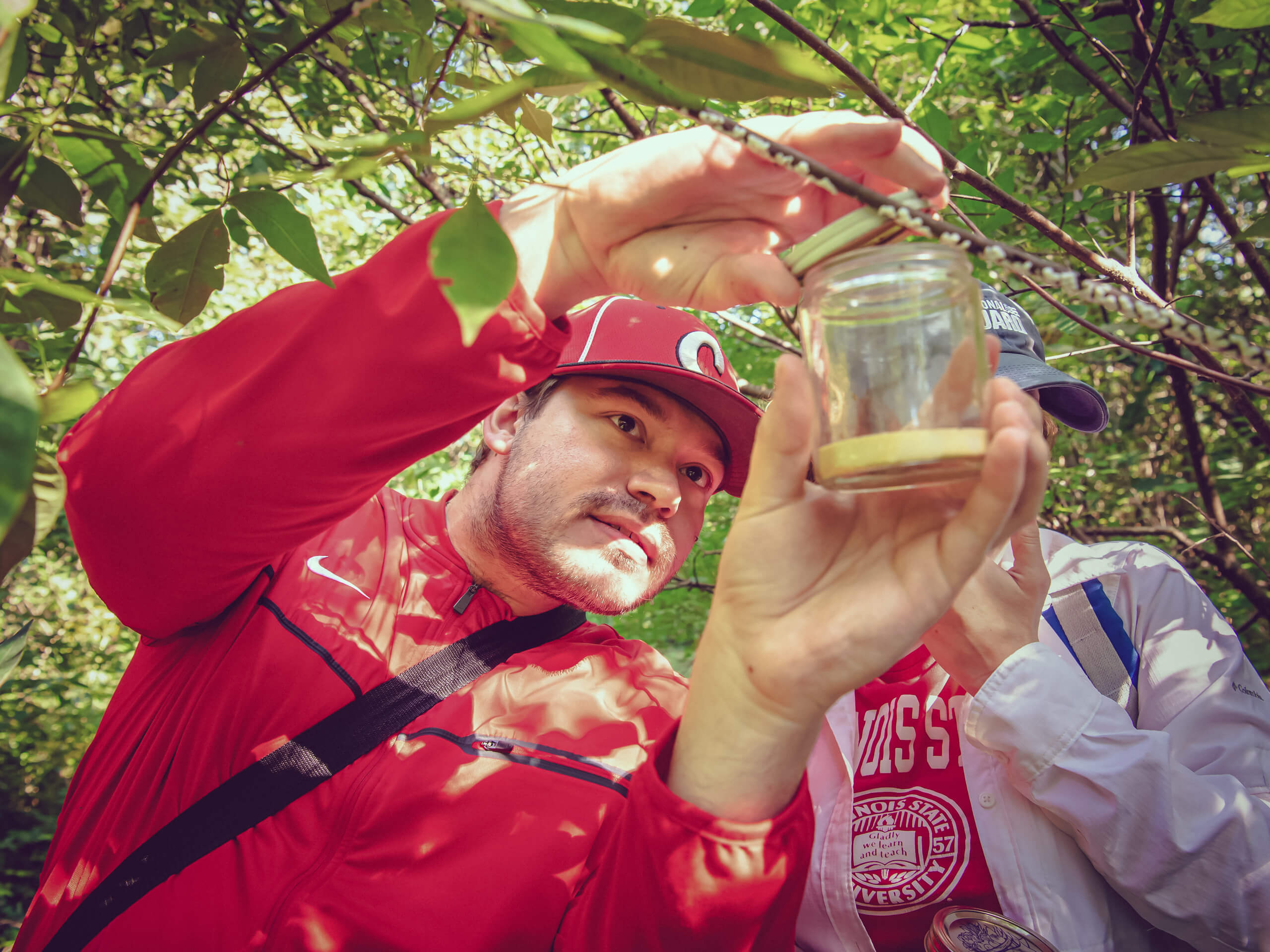Student collecting insects off a branch